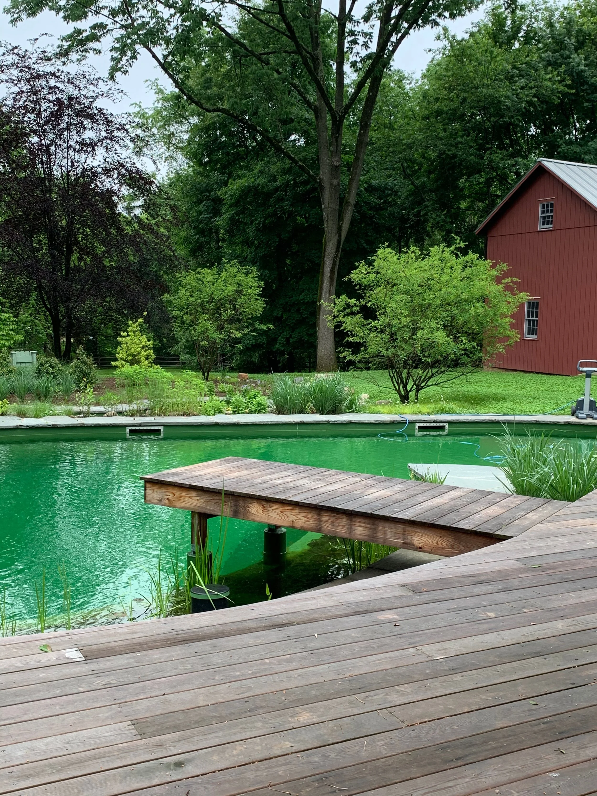 A natural swimming pool with a small wooden dock, surrounded by lush green trees and a red barn in the background.