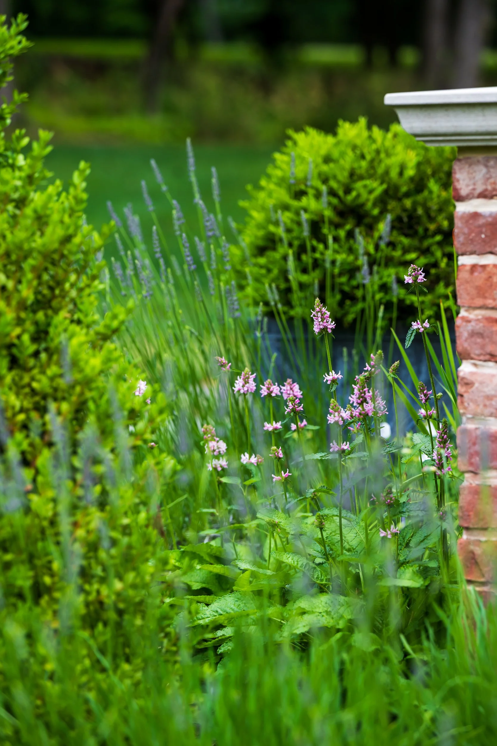 Luxury perennial garden design with purple and pink flowering plants, custom brick wall hardscaping by award-winning landscape designer Susan Cohan Gardens, New Jersey